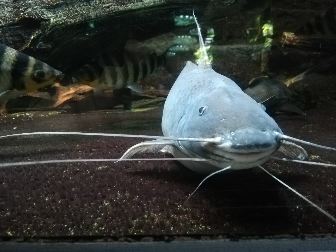 サンシャイン水族館の魚